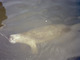 manatee drinkiing at Mariner Cay, unknown year 2