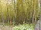 Bamboo Forest